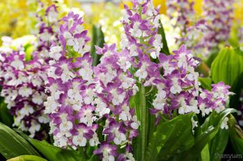 エビネ 蘭裕園 Ranyuen