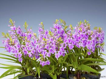 アワチドリ・夢ちどり 蘭裕園 Ranyuen