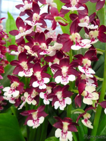 エビネ 蘭裕園 Ranyuen