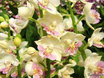 エビネ 蘭裕園 Ranyuen