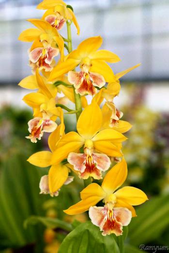 エビネ 蘭裕園 Ranyuen