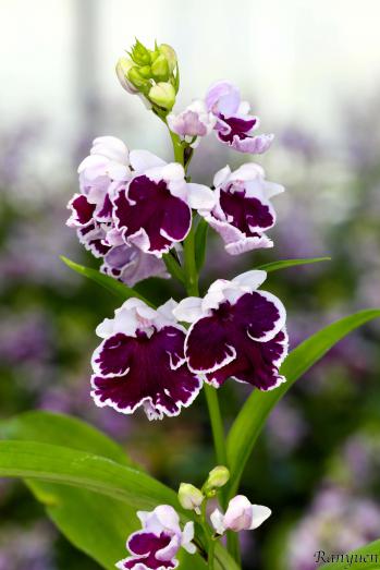 アワチドリ・夢ちどり 蘭裕園 Ranyuen