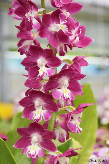 エビネ 蘭裕園 Ranyuen