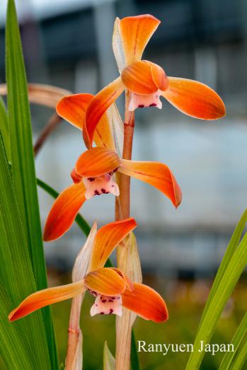 春蘭 蘭裕園 Ranyuen