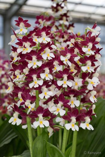 エビネ 蘭裕園 Ranyuen