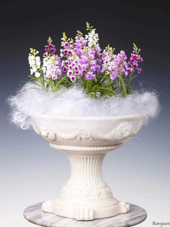 蘭裕園スタイル 蘭裕園 Ranyuen