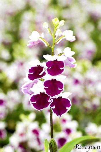 アワチドリ・夢ちどり 蘭裕園 Ranyuen