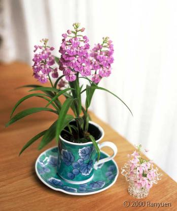 蘭裕園スタイル 蘭裕園 Ranyuen