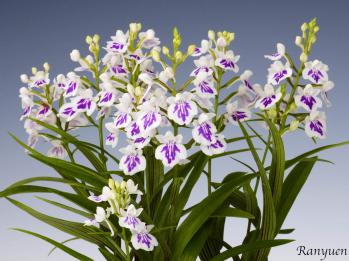 アワチドリ・夢ちどり 蘭裕園 Ranyuen