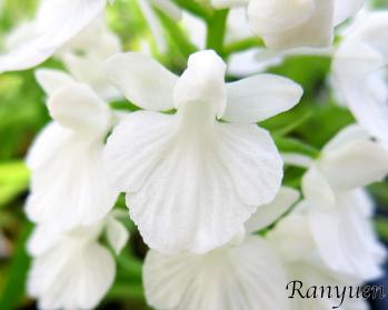 アワチドリ・夢ちどり 蘭裕園 Ranyuen