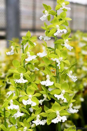 エビネ 蘭裕園 Ranyuen