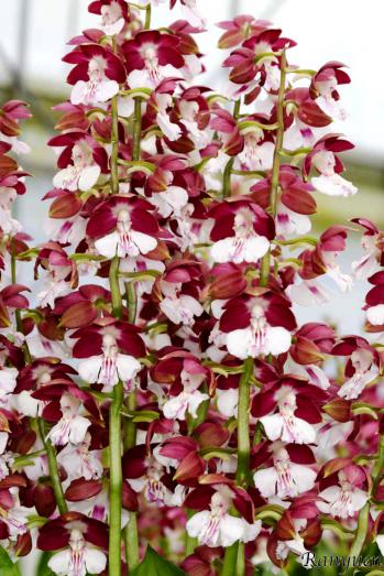 Calanthe Ranyuen