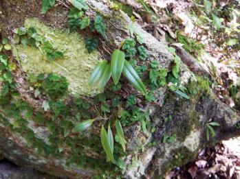 ミヤマムギラン 蘭裕園 Ranyuen