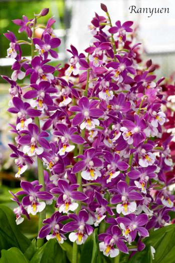 エビネ 蘭裕園 Ranyuen