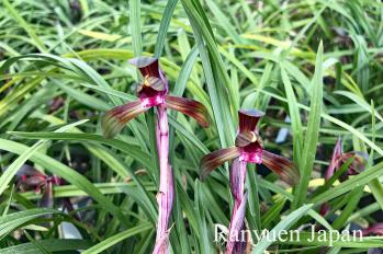 春蘭 蘭裕園 Ranyuen