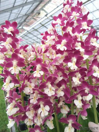 エビネ 蘭裕園 Ranyuen