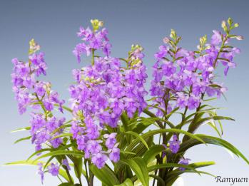 アワチドリ・夢ちどり 蘭裕園 Ranyuen