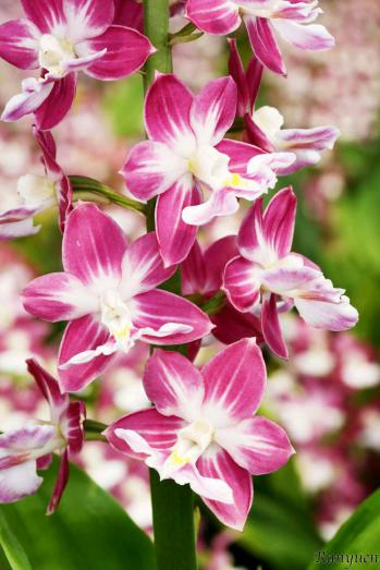 エビネ 蘭裕園 Ranyuen