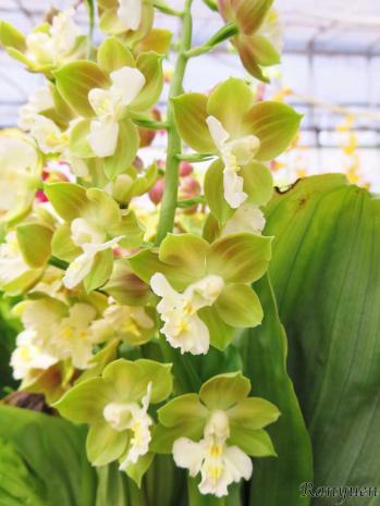 エビネ 蘭裕園 Ranyuen