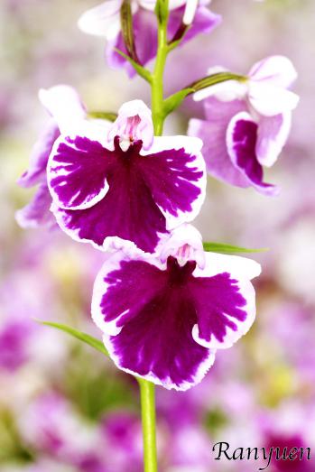 アワチドリ・夢ちどり 蘭裕園 Ranyuen