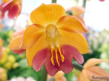 エビネ 蘭裕園 Ranyuen