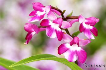 アワチドリ・夢ちどり 蘭裕園 Ranyuen