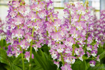 エビネ 蘭裕園 Ranyuen