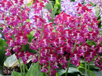 エビネ 蘭裕園 Ranyuen