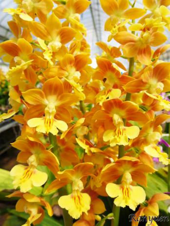 エビネ 蘭裕園 Ranyuen