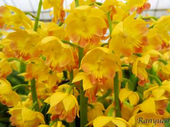 エビネ 蘭裕園 Ranyuen