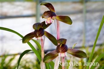 春蘭 蘭裕園 Ranyuen