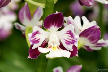 エビネ 蘭裕園 Ranyuen