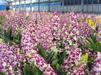 エビネ 蘭裕園 Ranyuen