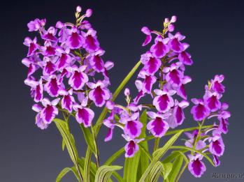 アワチドリ・夢ちどり 蘭裕園 Ranyuen