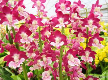 エビネ 蘭裕園 Ranyuen