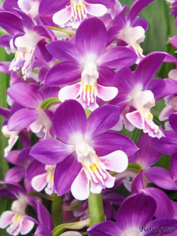 エビネ 蘭裕園 Ranyuen