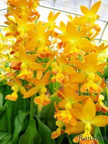 エビネ 蘭裕園 Ranyuen