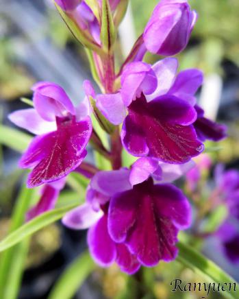 アワチドリ・夢ちどり 蘭裕園 Ranyuen