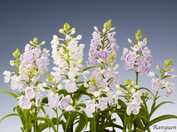 アワチドリ・夢ちどり 蘭裕園 Ranyuen