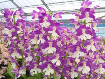 エビネ 蘭裕園 Ranyuen