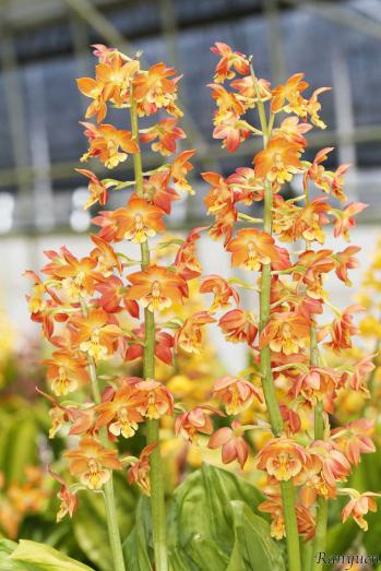 エビネ 蘭裕園 Ranyuen