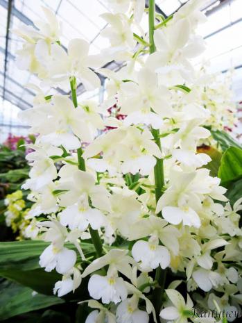 エビネ 蘭裕園 Ranyuen