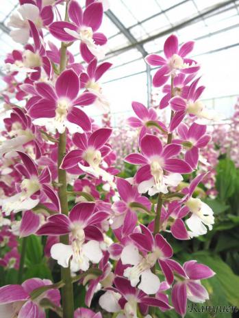 エビネ 蘭裕園 Ranyuen