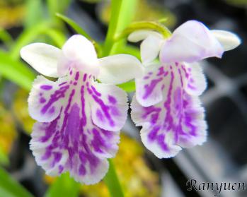 アワチドリ・夢ちどり 蘭裕園 Ranyuen