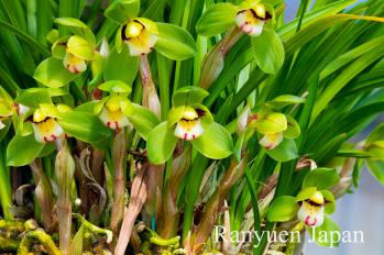 春蘭 蘭裕園 Ranyuen