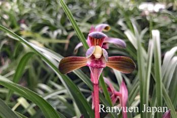 春蘭 蘭裕園 Ranyuen