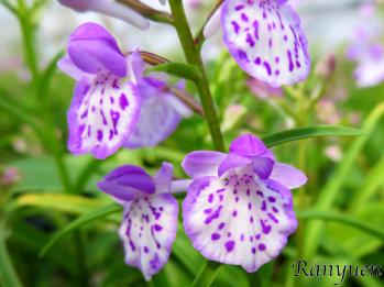 Ponerorchis Ranyuen