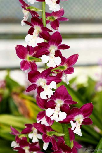 エビネ 蘭裕園 Ranyuen