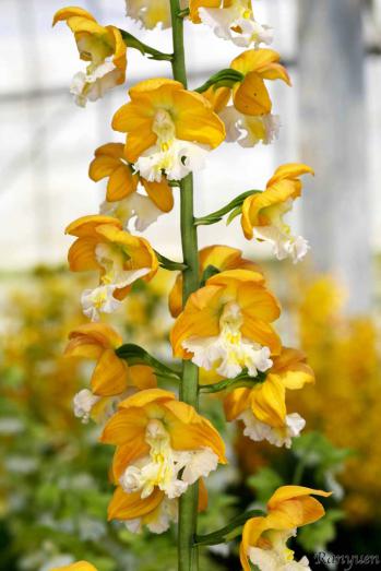 エビネ 蘭裕園 Ranyuen