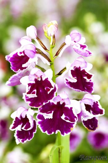 アワチドリ・夢ちどり 蘭裕園 Ranyuen